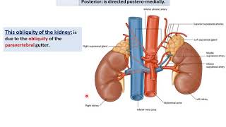 Anatomy of the Kidneys  Dr Ahmed Farid [upl. by Tija]