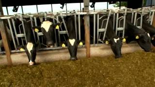 Dairy Farming Documentary [upl. by Suehtomit468]