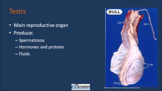 Bull Reproductive Anatomy [upl. by Lucais]