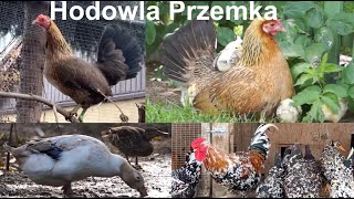 Hodowla drobiu ozdobnego Przemka vol 2 [upl. by Aikemit]