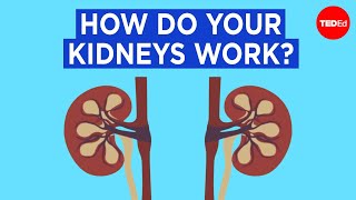 How do your kidneys work  Emma Bryce [upl. by Yeorgi57]