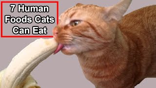 7 Available Human Foods Cats Can Eat [upl. by Weingartner]