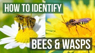 Bee or Wasp How to Identify Bees and Wasps [upl. by Alton]