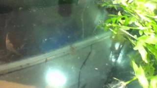 How to Breed Angelfish  How to Hatch the Eggs [upl. by Ythomit]