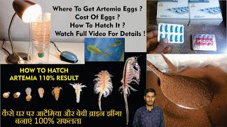 How to hatch Artemia at home Artemia Brine shrimp hatching method [upl. by Hgielhsa]