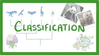 GCSE Biology  Classification 80 [upl. by Onairam]