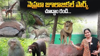 NEHRU ZOOLOGICAL PARK HYDERABAD  Complete Tour  Anchor Nirupama  SumanTV Telugu [upl. by Leunamnauj499]