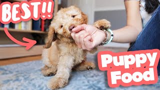 HOW TO FEED A PUPPY 👉 Everything you need to know [upl. by Sibelle]