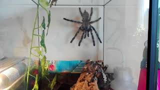 Poecilotheria regalis mating [upl. by Jenny]