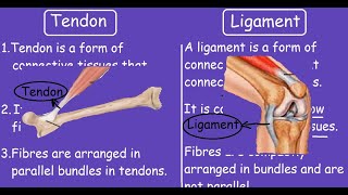 Sonographic Examination of Knee Ligaments [upl. by Ivah482]