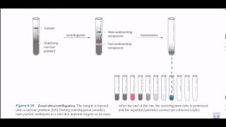 Zonal ultracentrifugation [upl. by Idram]