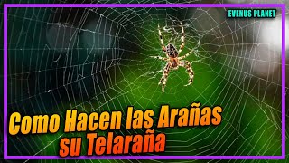 Como Hacen las Arañas su Telaraña [upl. by Nowaj]