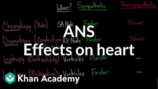 Resetting cardiac concentration gradients  Circulatory system physiology  NCLEXRN  Khan Academy [upl. by Dave322]