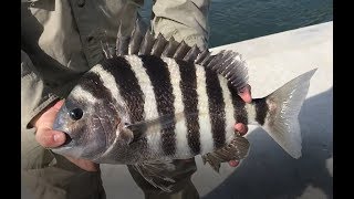 How To Catch Giant Sheepshead  OBX Fishing [upl. by Ennaecarg518]