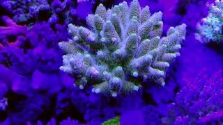 Acropora Millepora [upl. by Dorlisa396]