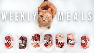 What My Raw Fed Cat Eats In A Week [upl. by Arlon]