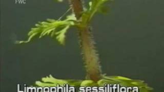 limnophila Limnophila sessiliflora [upl. by Aiht]