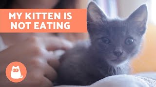 Why is My Kitten Not Eating  How to Stimulate Appetite [upl. by Patterson]