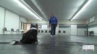 Dog Obedience Training Working Hand Signals [upl. by Calisa]