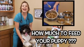 How much food to feed your puppy  Veterinary Approved [upl. by Suitangi]