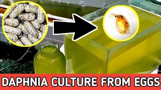 HOW TO HATCH DAPHNIA EGGS  HOW TO CULTURE DAPHNIA [upl. by Akinam]