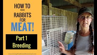 How to Raise Rabbits for Meat Part 1 Breeding [upl. by Itak]