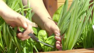 How to Harvest Scallions [upl. by Loraine661]