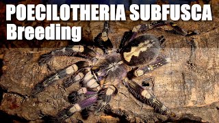 Poecilotheria subfusca success [upl. by Akeemaj]