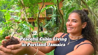 Peaceful Cabin living in Portland Jamaica 🇯🇲 ASMR [upl. by Connie]