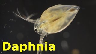 Daphnia [upl. by Grishilda]