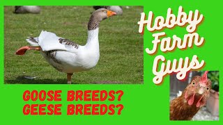 Beginners Guide to Goose Breeds [upl. by Concettina]