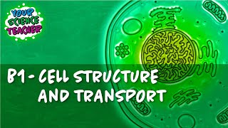 B1  WHOLE TOPIC GCSE CELL STRUCTURE AND TRANSPORT [upl. by Ddat479]