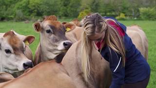 Discover Jersey Dairy and our Islands herd [upl. by Mij250]