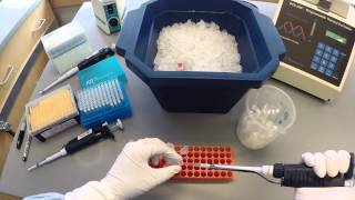 PCR Protocol  Part 1 [upl. by Enala]