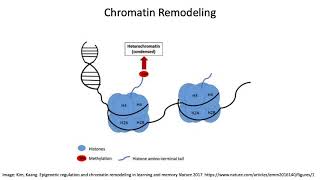 Genomic Imprinting [upl. by Kissie]