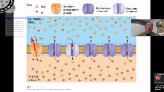 Resting Membrane Potential [upl. by Yenruoc462]