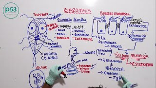 PARASITOLOGIA  Giardia Lamblia [upl. by Ssepmet78]