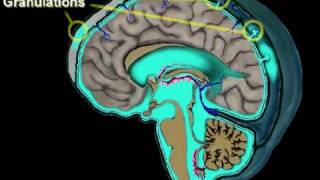 Cerebrospinal Fluid Circulation [upl. by Lysander]