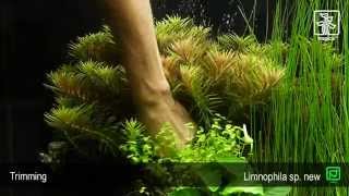 Limnophila hippuridoides [upl. by Li]