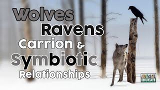 Wolves Ravens Carrion amp Symbiotic Relationships 🐺 [upl. by Ardena786]