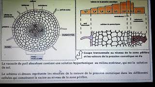 تتمت تمارين mécanismes dabsorption de l eau et les sels minéraux [upl. by Airdnahs]