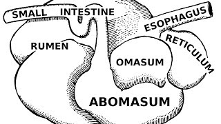 Digestive Systems of Livestock Anatomy [upl. by Karilynn291]