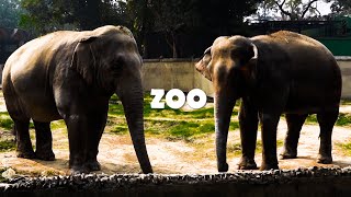 Kolkata Zoo [upl. by Amorita]