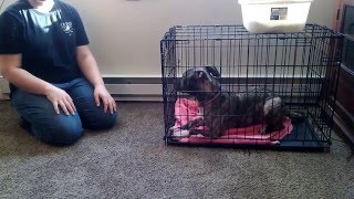 Puppy Crate Training [upl. by Retsevlys761]