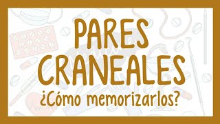 cómo MEMORIZAR los PARES CRANEALES [upl. by Darrelle987]