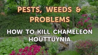 How to Kill Chameleon Houttuynia [upl. by Netsrik]