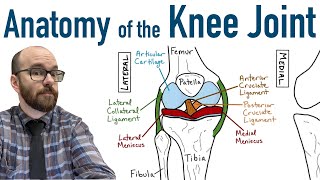 Knee joint structure and actions [upl. by Willtrude]