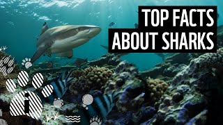 Top 10 Shark Facts  Animal Fun Facts  WWF [upl. by Seigel]