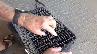 QMDC How To make an Indian Myna trap [upl. by Aurelie]