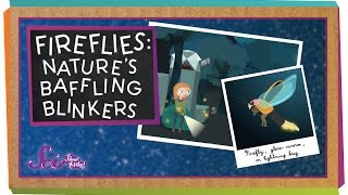 Fireflies Natures Baffling Blinkers  Animal Science for Kids [upl. by Craven]